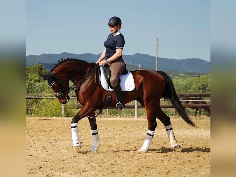 KWPN Hengst 13 Jahre 172 cm Rotbrauner in Jorba