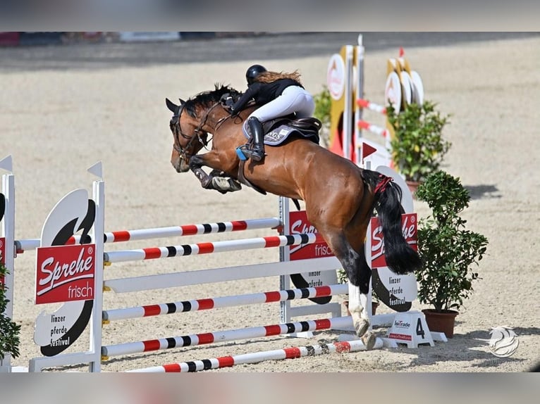 KWPN Hengst 14 Jaar 163 cm Bruin in Coburg