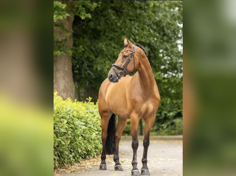 KWPN Hengst 14 Jaar 168 cm Bruin in Pijnacker