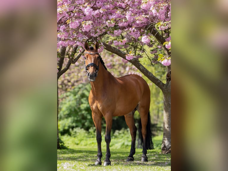 KWPN Hengst 14 Jaar 168 cm Bruin in Pijnacker