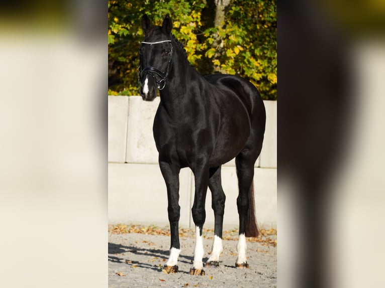 KWPN Hengst 14 Jaar 168 cm Zwart in Nettersheim