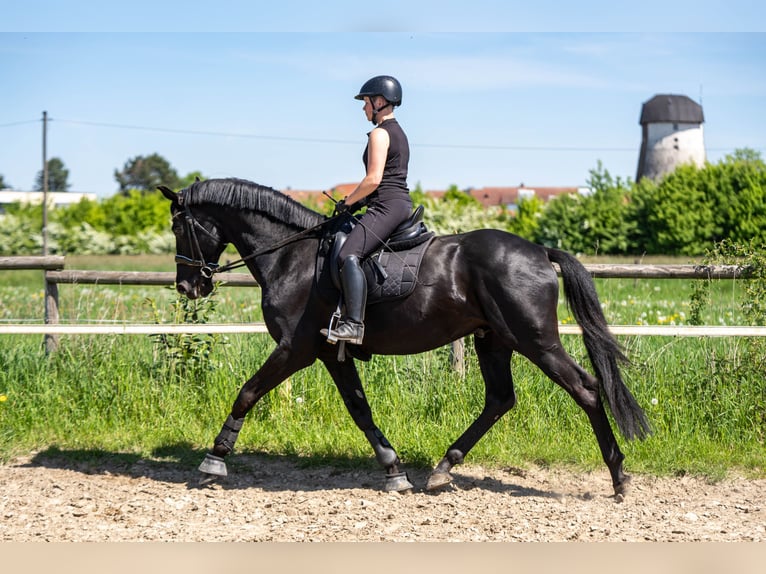 KWPN Hengst 14 Jaar 169 cm Zwart in Nordkirchen