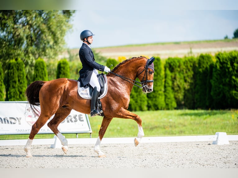 KWPN Hengst 14 Jaar 175 cm Vos in Radzionk&#xF3;w