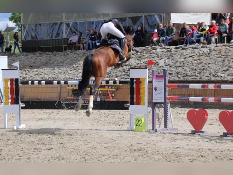 KWPN Hengst 14 Jahre 163 cm Brauner in Coburg
