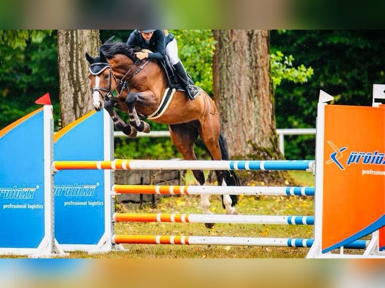 KWPN Hengst 14 Jahre 163 cm Brauner in Coburg