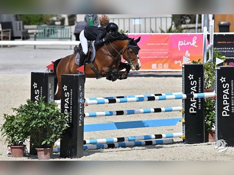 KWPN Hengst 14 Jahre 163 cm Brauner in Coburg