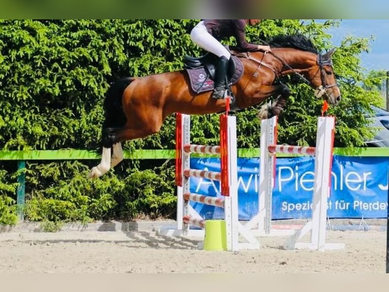 KWPN Hengst 14 Jahre 163 cm Brauner in Coburg