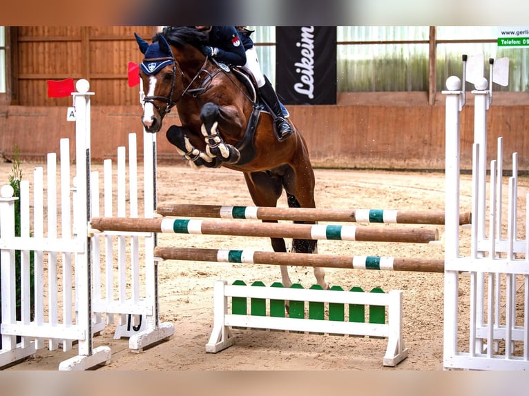 KWPN Hengst 14 Jahre 163 cm Brauner in Coburg