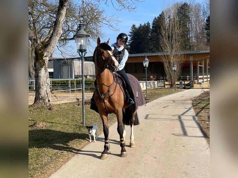 KWPN Hengst 14 Jahre 163 cm Brauner in Coburg