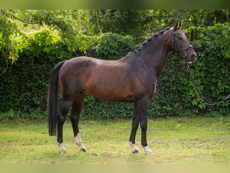 KWPN Hengst 15 Jaar 167 cm Roodbruin in Debrecen