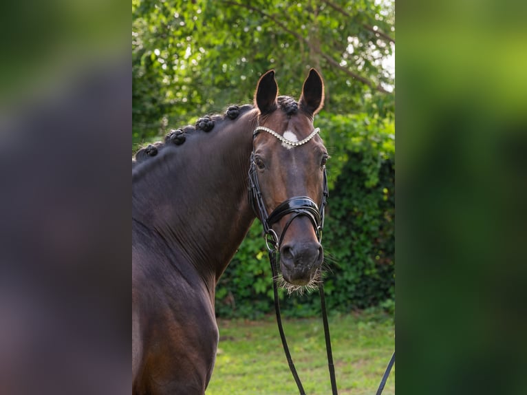 KWPN Hengst 15 Jaar 167 cm Roodbruin in Debrecen