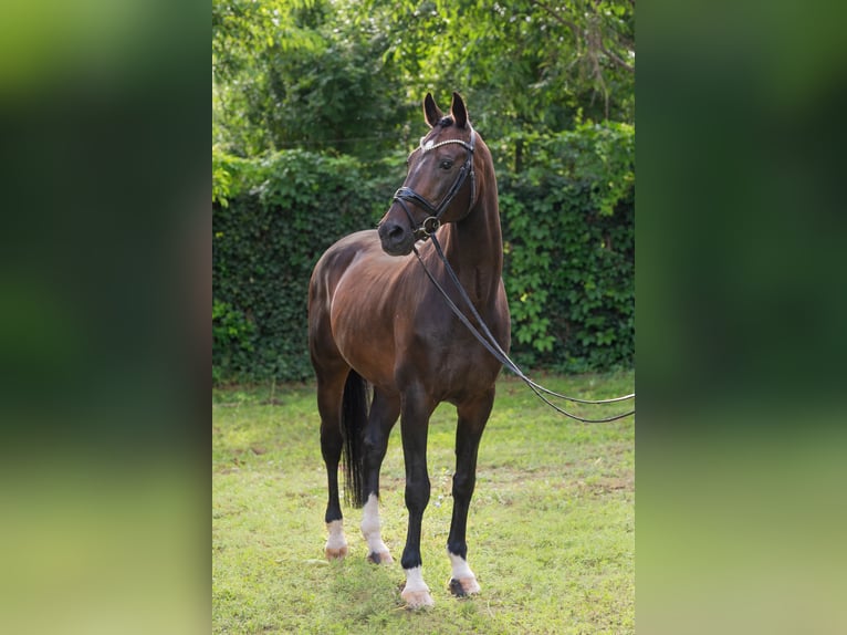 KWPN Hengst 15 Jaar 167 cm Roodbruin in Debrecen