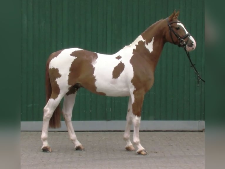 KWPN Hengst 16 Jaar 165 cm Gevlekt-paard in Sassen-Trantow
