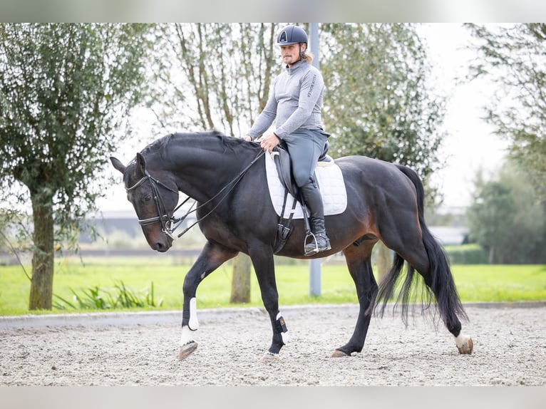 KWPN Hengst 16 Jaar 170 cm Donkerbruin in Sliedrecht