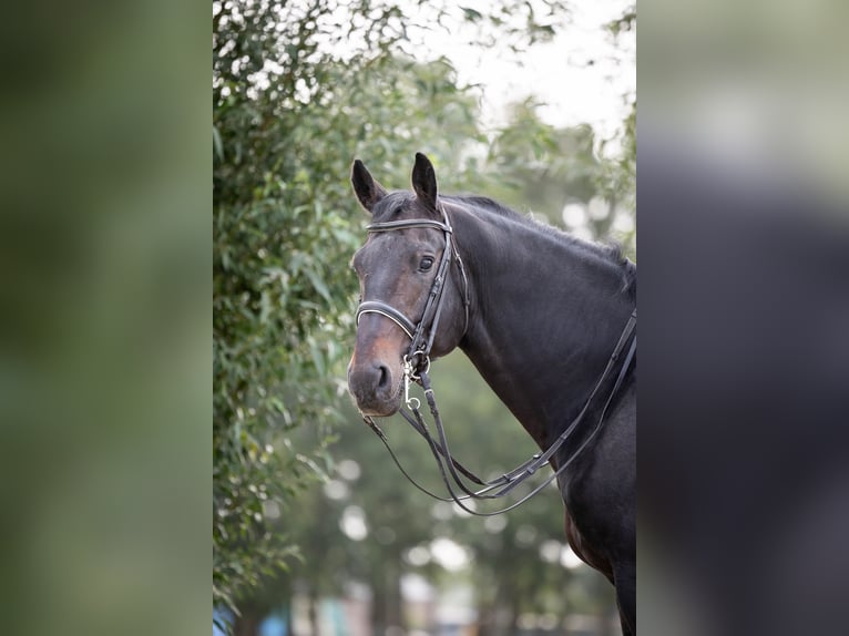 KWPN Hengst 16 Jaar 170 cm Donkerbruin in Sliedrecht