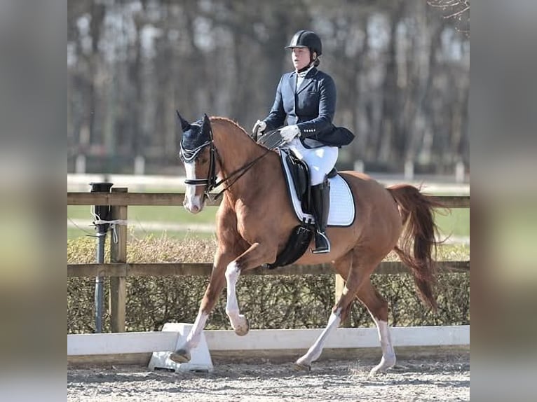 KWPN Hengst 16 Jahre 162 cm Fuchs in Sint-Oedenrode