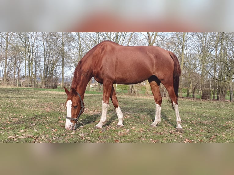 KWPN Hengst 16 Jahre 162 cm Fuchs in Sint-Oedenrode