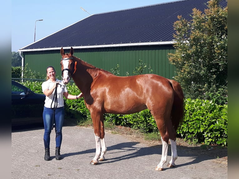 KWPN Hengst 16 Jahre 162 cm Fuchs in Sint-Oedenrode