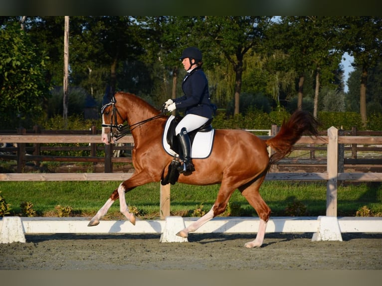 KWPN Hengst 16 Jahre 162 cm Fuchs in Sint-Oedenrode