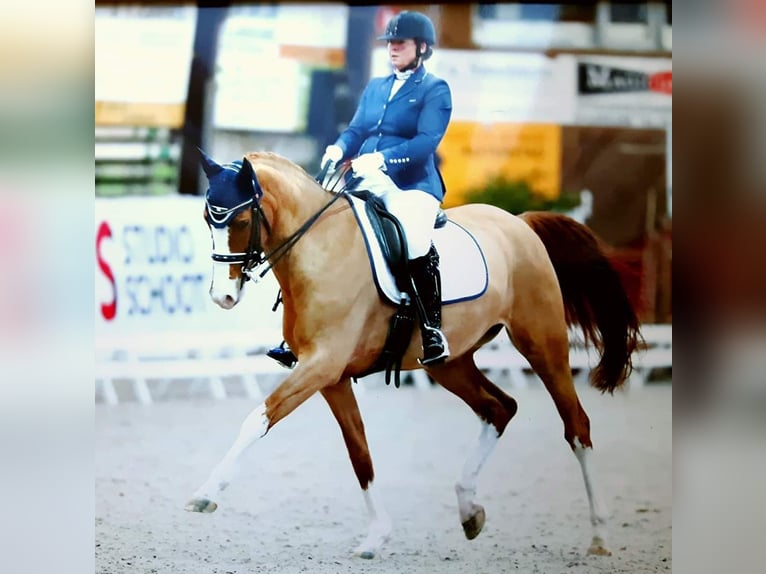 KWPN Hengst 16 Jahre 162 cm Fuchs in Sint-Oedenrode