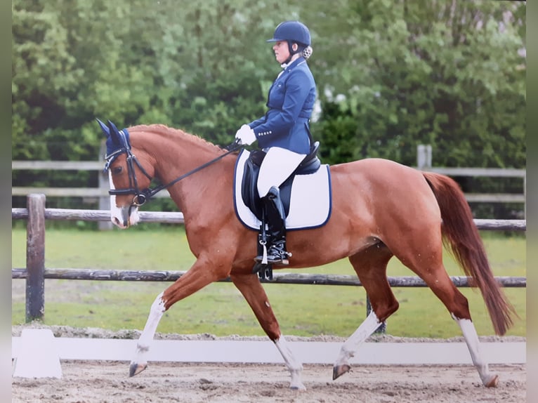 KWPN Hengst 16 Jahre 162 cm Fuchs in Sint-Oedenrode