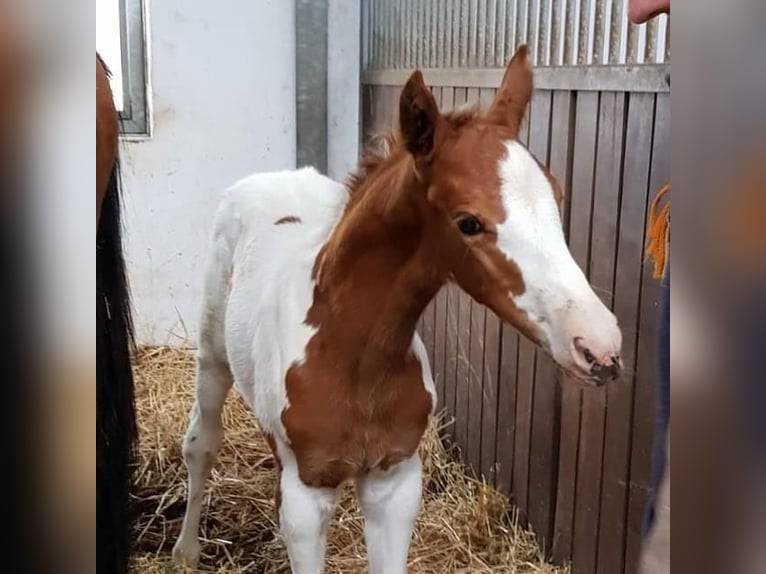 KWPN Hengst 16 Jahre 165 cm Schecke in Sassen-Trantow