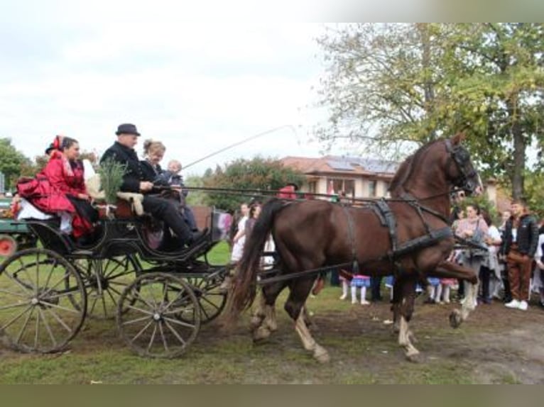 KWPN Hengst 16 Jahre 168 cm Hellbrauner in T&#xE1;pi&#xF3;s&#xE1;g