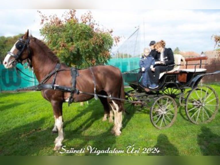KWPN Hengst 16 Jahre 168 cm Hellbrauner in T&#xE1;pi&#xF3;s&#xE1;g