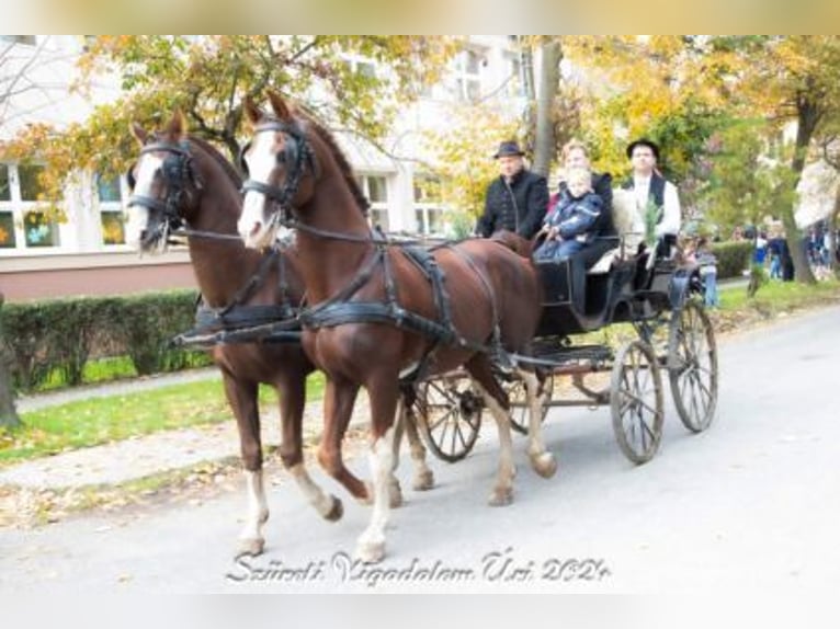 KWPN Hengst 16 Jahre 168 cm Hellbrauner in T&#xE1;pi&#xF3;s&#xE1;g
