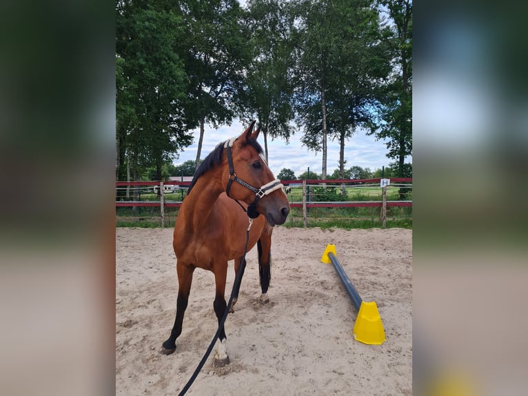 KWPN Hengst 17 Jahre 162 cm Brauner in Papenburg