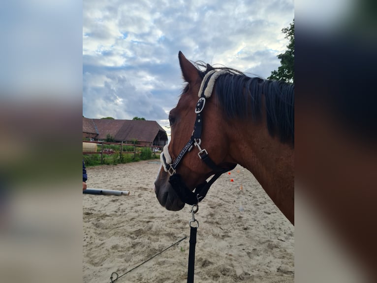 KWPN Hengst 17 Jahre 162 cm Brauner in Papenburg