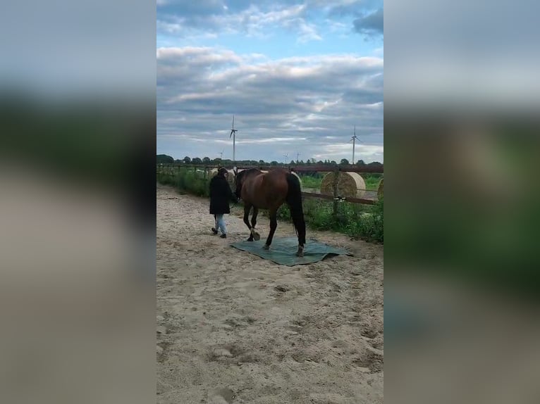 KWPN Hengst 17 Jahre 162 cm Brauner in Papenburg