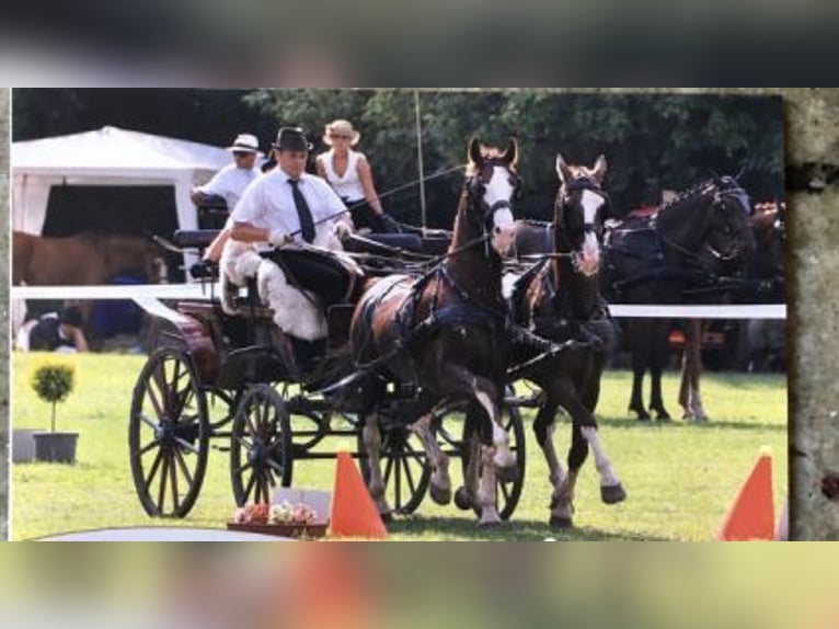 KWPN Hengst 17 Jahre 168 cm Hellbrauner in Tápióság