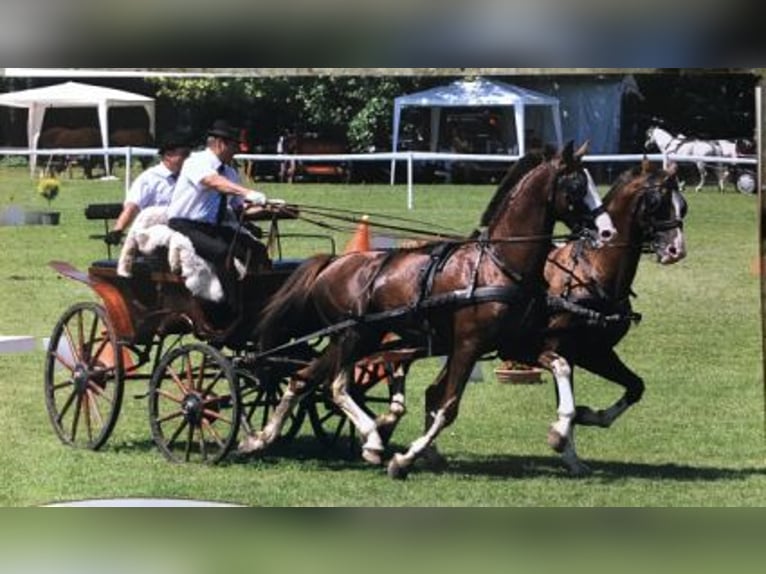 KWPN Hengst 17 Jahre 168 cm Hellbrauner in Tápióság