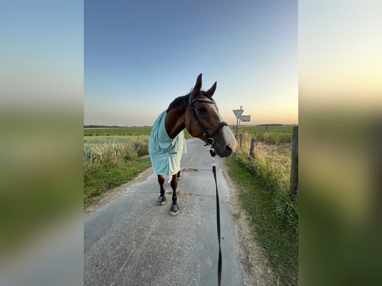 KWPN Hengst 17 Jahre 175 cm Brauner in Rheinberg