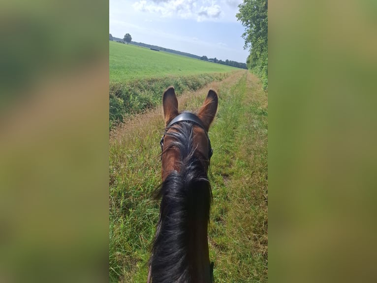 KWPN Hengst 18 Jahre 160 cm Brauner in Opende