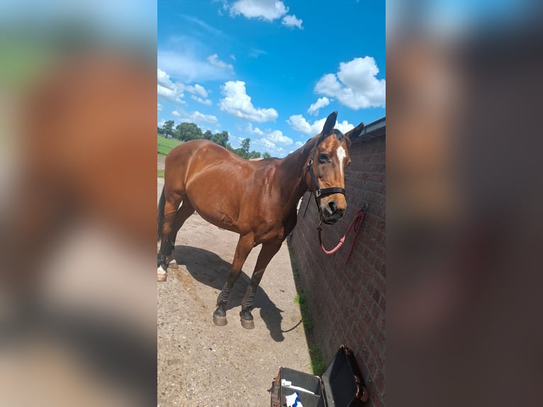 KWPN Hengst 18 Jahre 160 cm Brauner in Opende