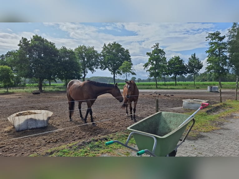 KWPN Hengst 18 Jahre 160 cm Brauner in Opende