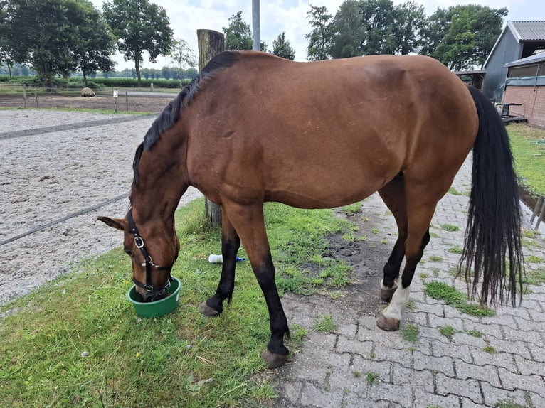 KWPN Hengst 18 Jahre 160 cm Brauner in Opende