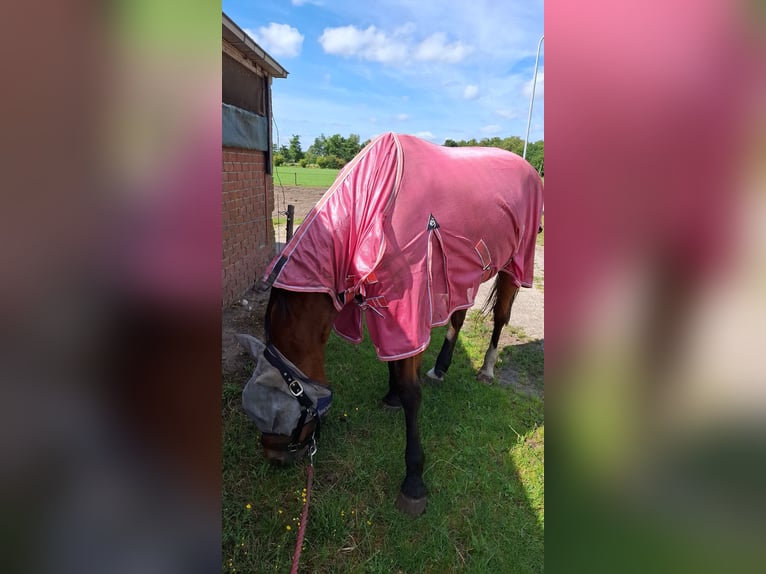 KWPN Hengst 18 Jahre 160 cm Brauner in Opende