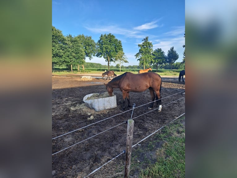 KWPN Hengst 18 Jahre 160 cm Brauner in Opende