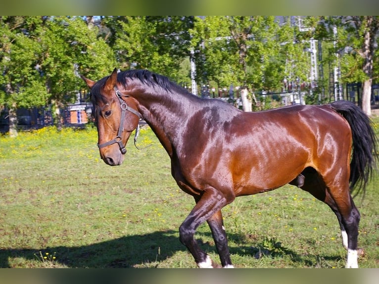 KWPN Hengst 18 Jahre 171 cm Rotbrauner in Carucedo