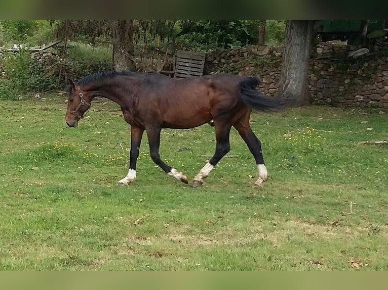 KWPN Hengst 18 Jahre 171 cm Rotbrauner in Carucedo