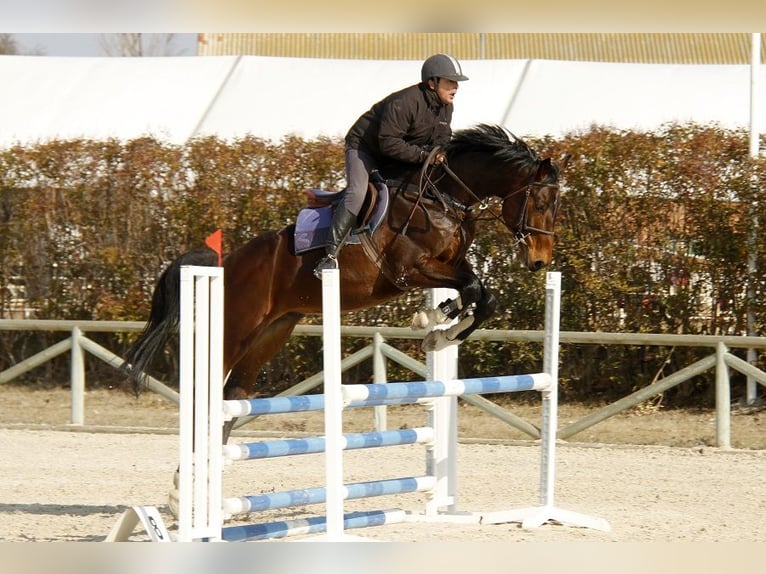 KWPN Hengst 18 Jahre 171 cm Rotbrauner in Carucedo