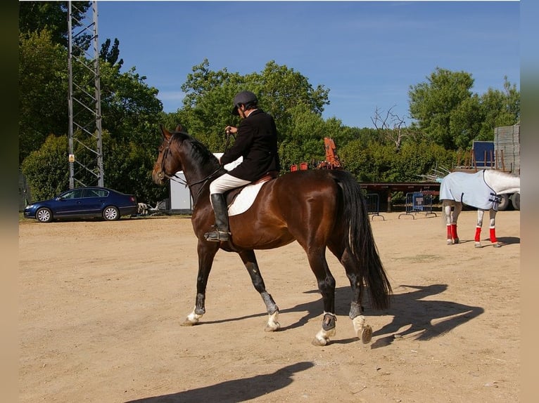 KWPN Hengst 18 Jahre 171 cm Rotbrauner in Carucedo