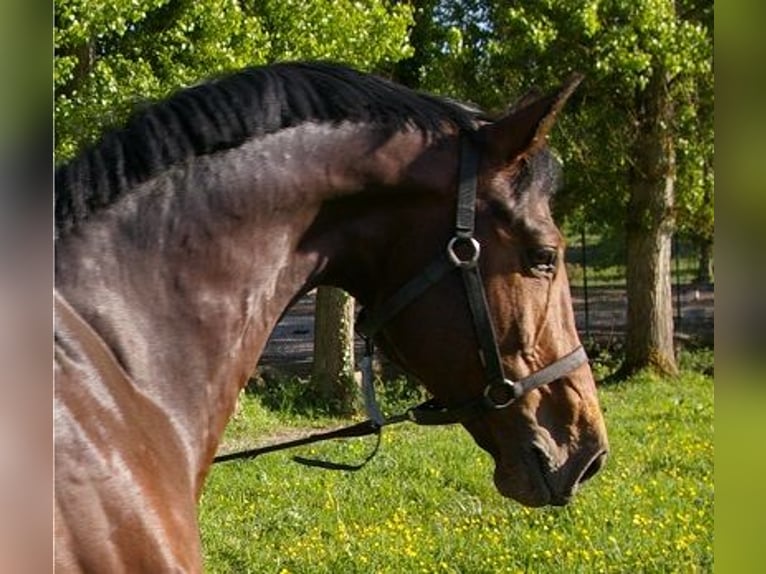 KWPN Hengst 18 Jahre 171 cm Rotbrauner in Carucedo