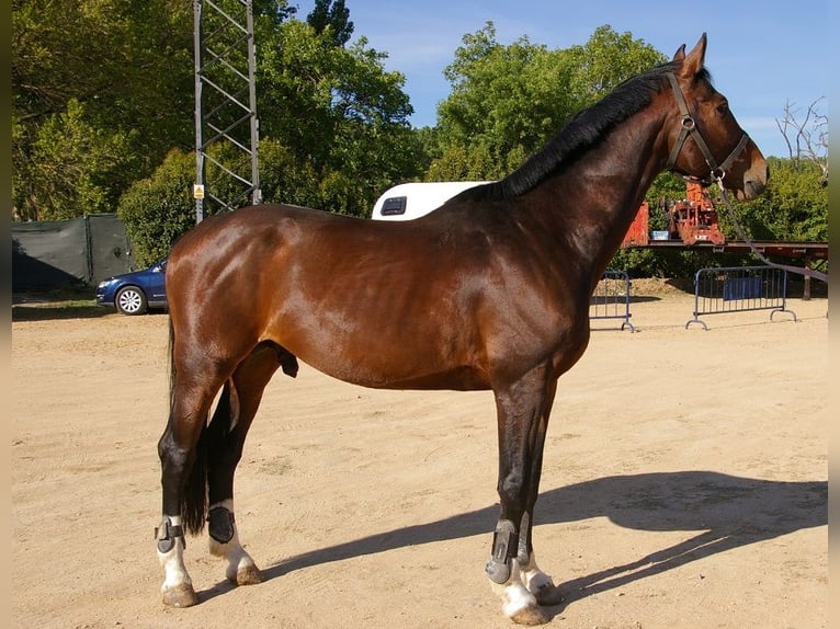 KWPN Hengst 18 Jahre 171 cm Rotbrauner in Carucedo