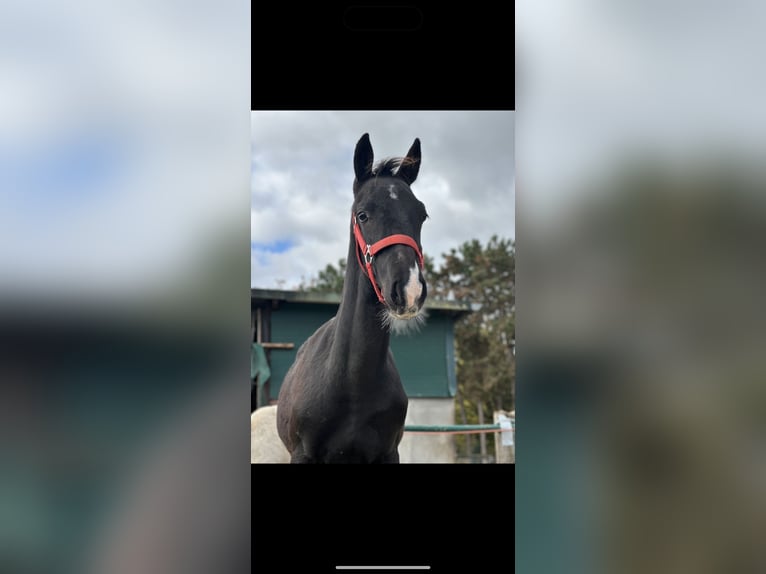 KWPN Hengst 1 Jaar 130 cm Zwartbruin in Issum