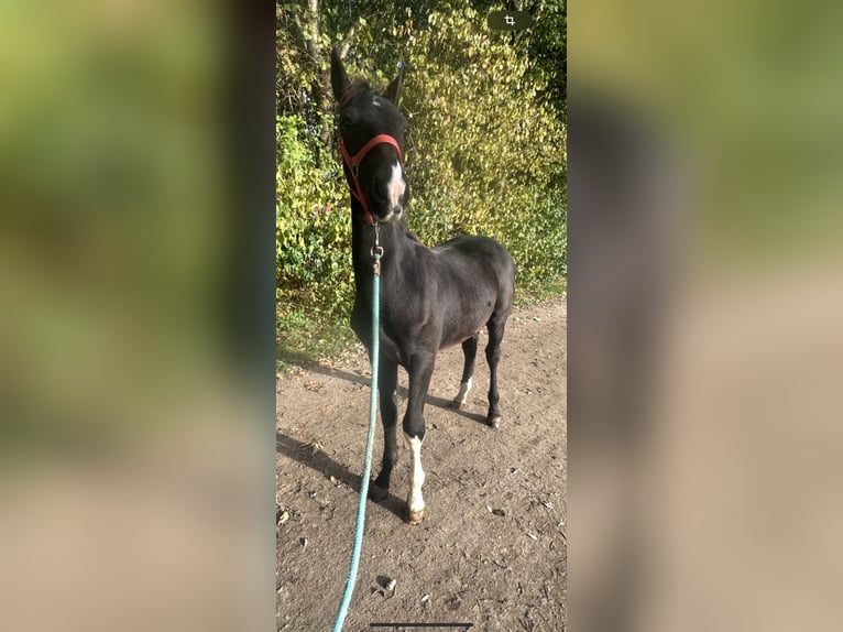 KWPN Hengst 1 Jaar 130 cm Zwartbruin in Issum