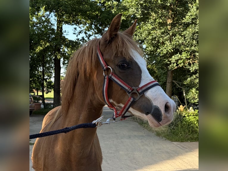 KWPN Hengst 1 Jaar 135 cm Vos in Babenhausen